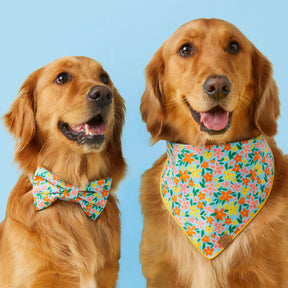 The Foggy Dog - Bandana Island Time