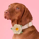 Foggy Dog - Dog Collar Flower Ivory Peony