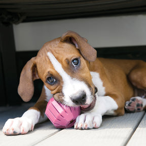 KONG - PUPPY ACTIVITY BALL