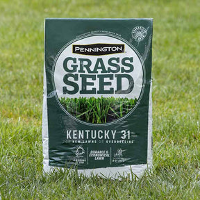 Pennington - Grass Seed Kentucky 31 Tall Fescue