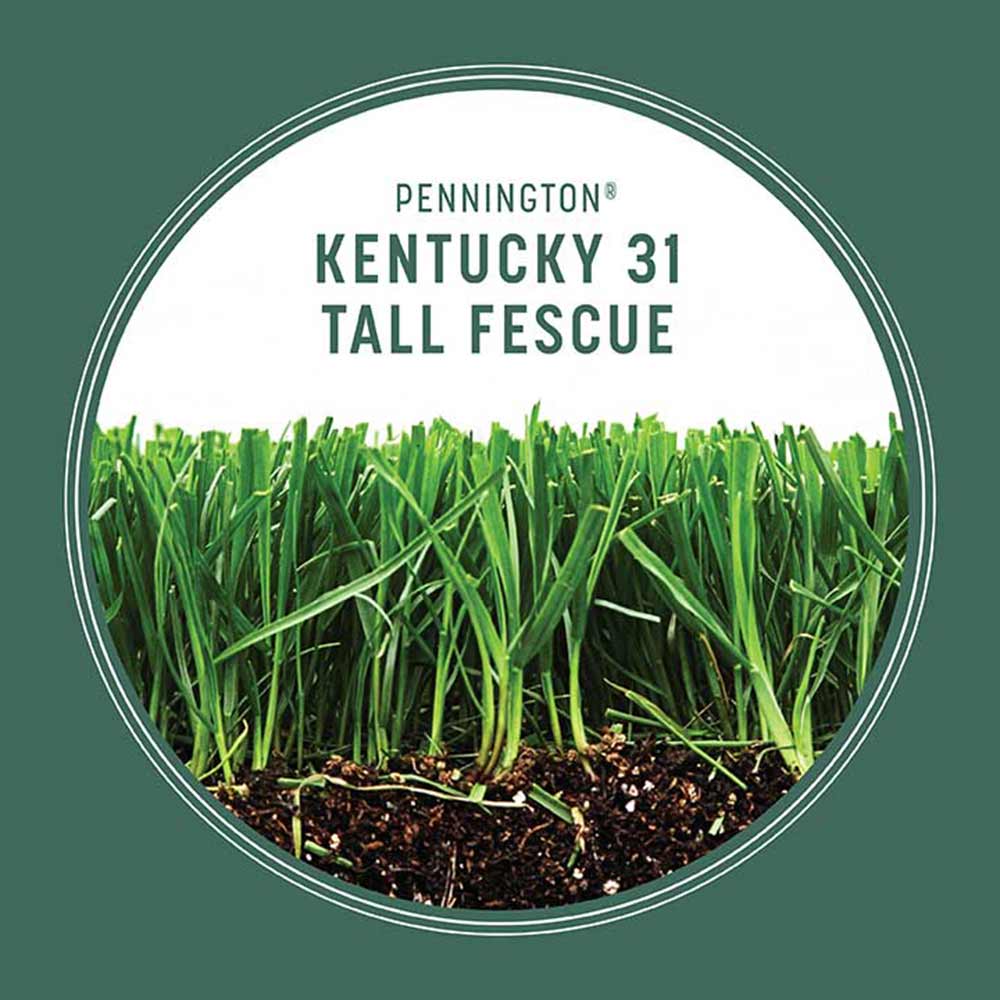 Pennington - Grass Seed Kentucky 31 Tall Fescue