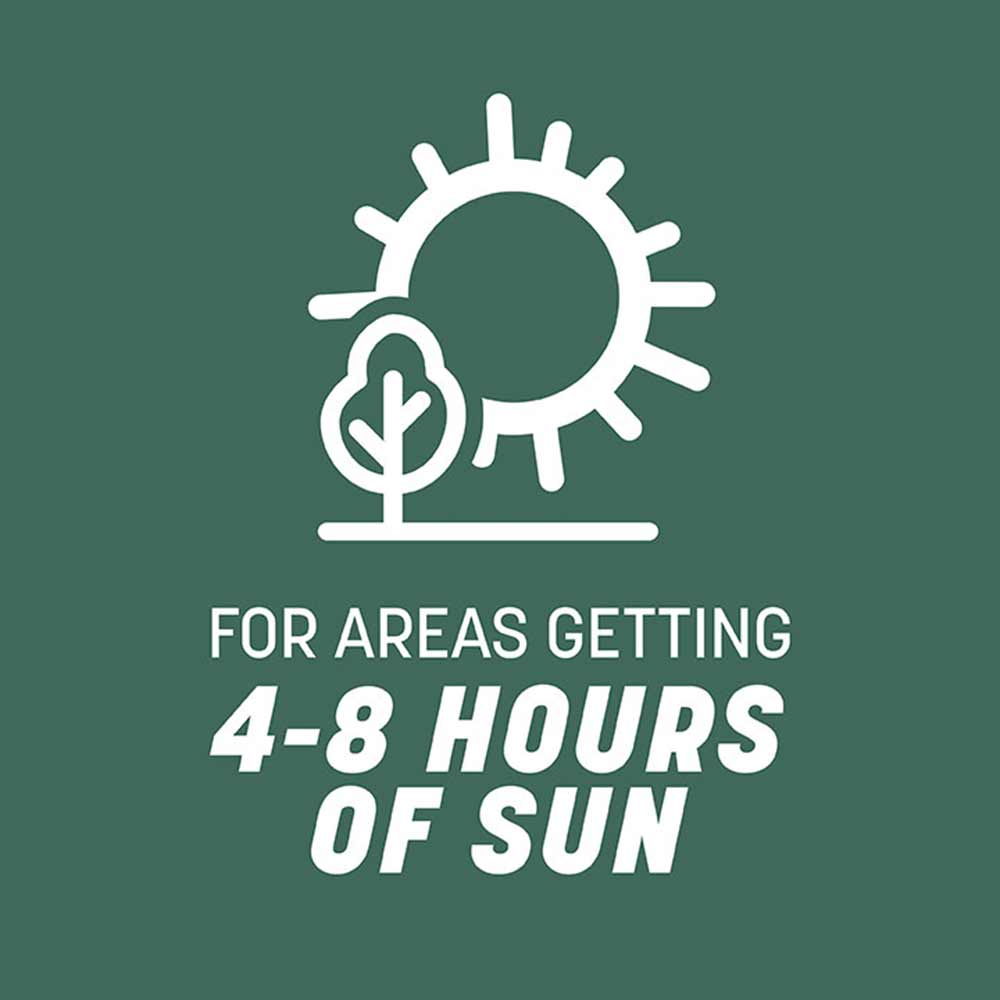 Pennington - Grass Seed Kentucky 31 Tall Fescue