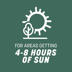 Pennington - Grass Seed Kentucky 31 Tall Fescue
