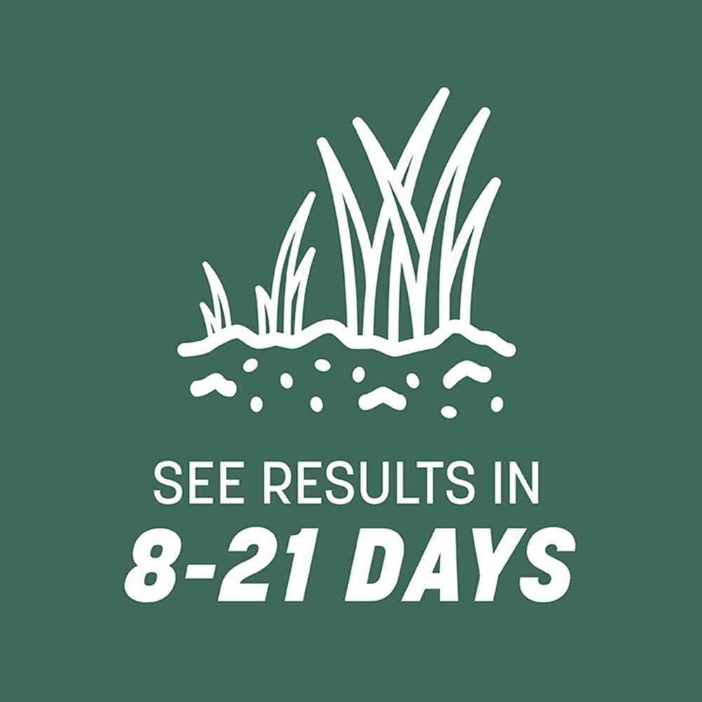 Pennington - Grass Seed Kentucky 31 Tall Fescue