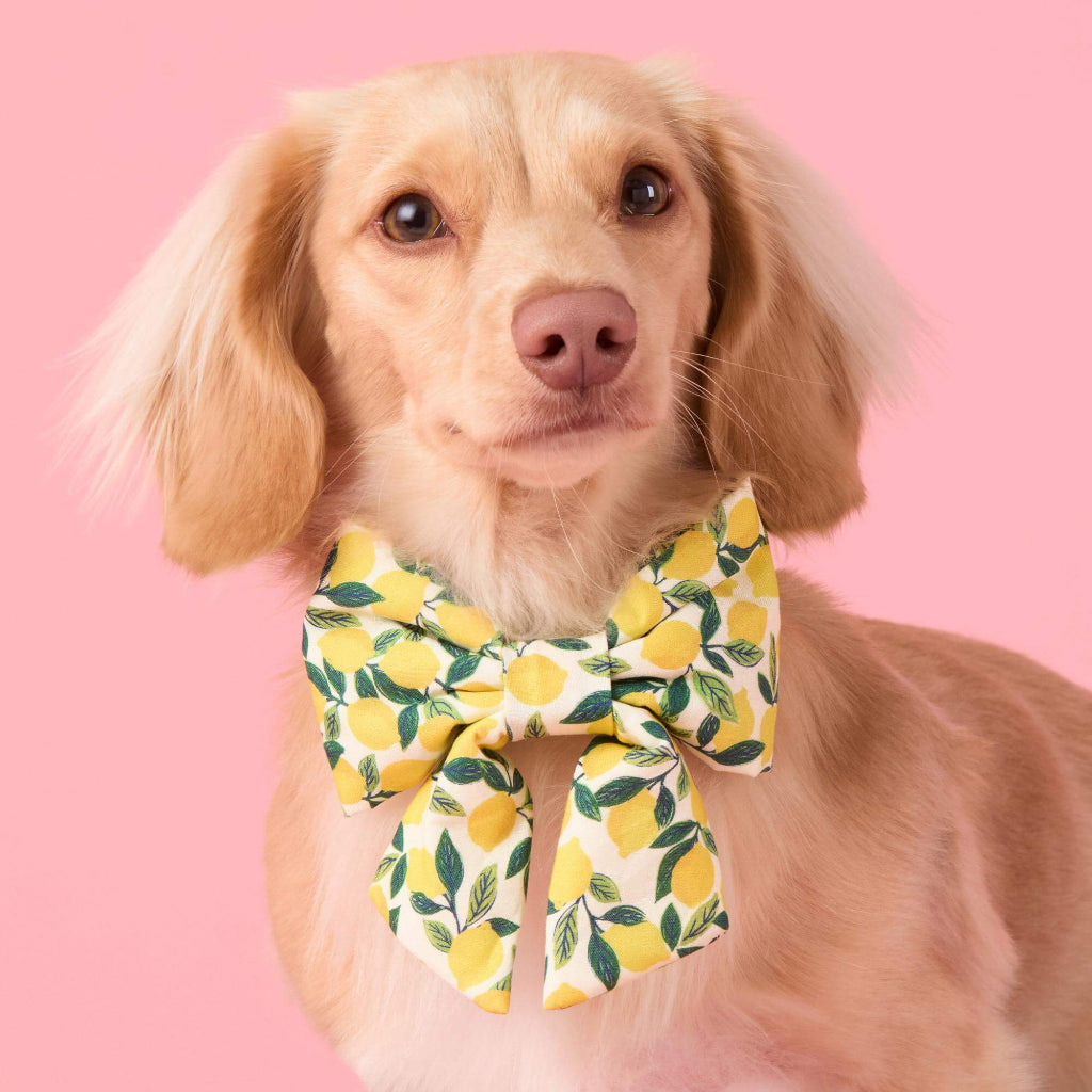 Foggy Dog - Dog Lady Bow Tie Lemon Zest
