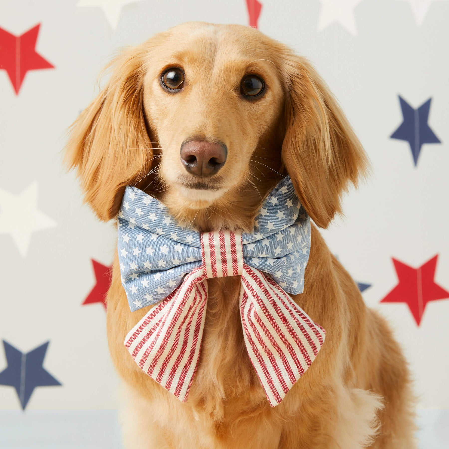 The Foggy Dog - Lady Dog Bow Stars & Stripes