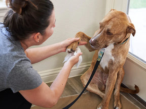 Pet Parents - Pet WiPees Dog All Purpose+ Allergy Natural