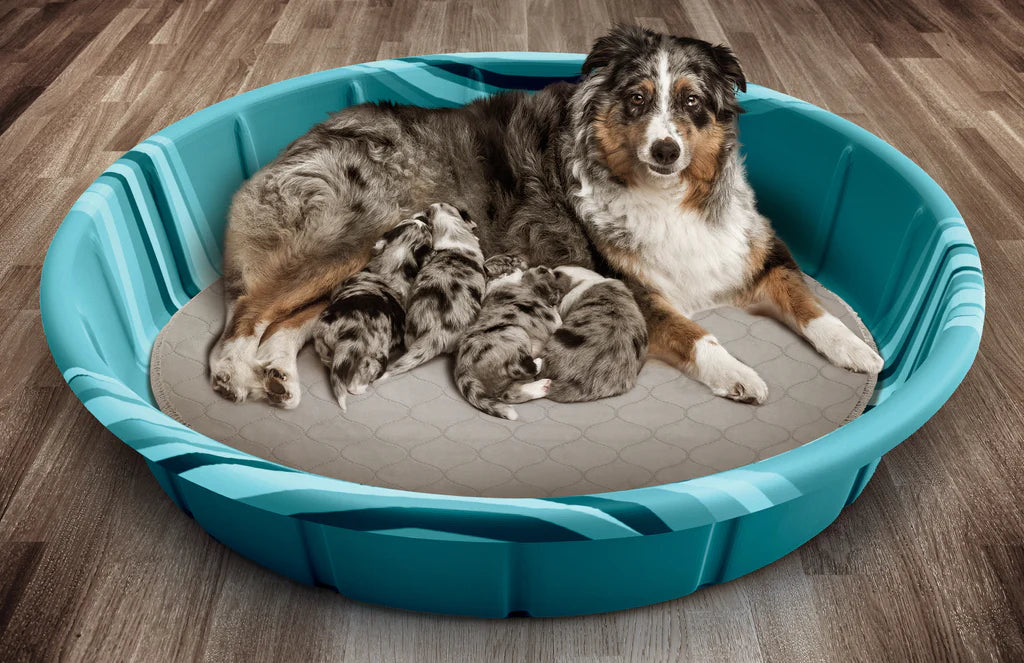Pet Parents - Pawtect Pads Classic Natural