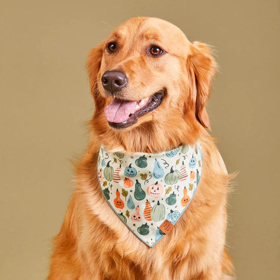 The Foggy Dog - Bandana Dog Looking Gourd (halloween)