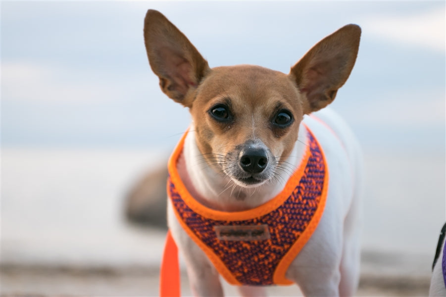 Parisian Pet - Sport Net Harness Orange-Blue