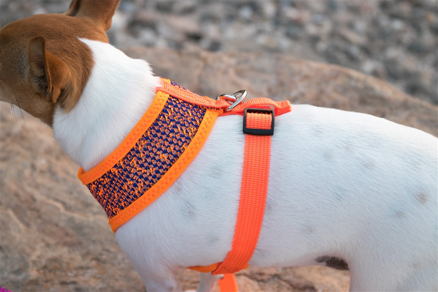Parisian Pet - Sport Net Harness Orange-Blue
