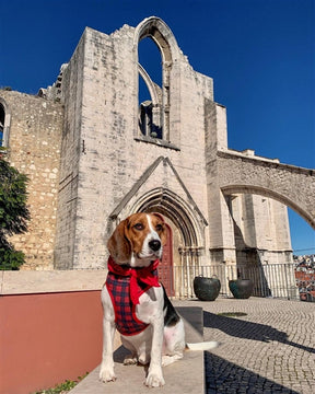 Parisian Pet - Freedom Harness Scottish (Red/Blue)
