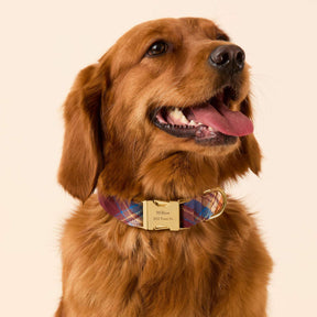 The Foggy Dog - Dog Collar Marlow Plaid