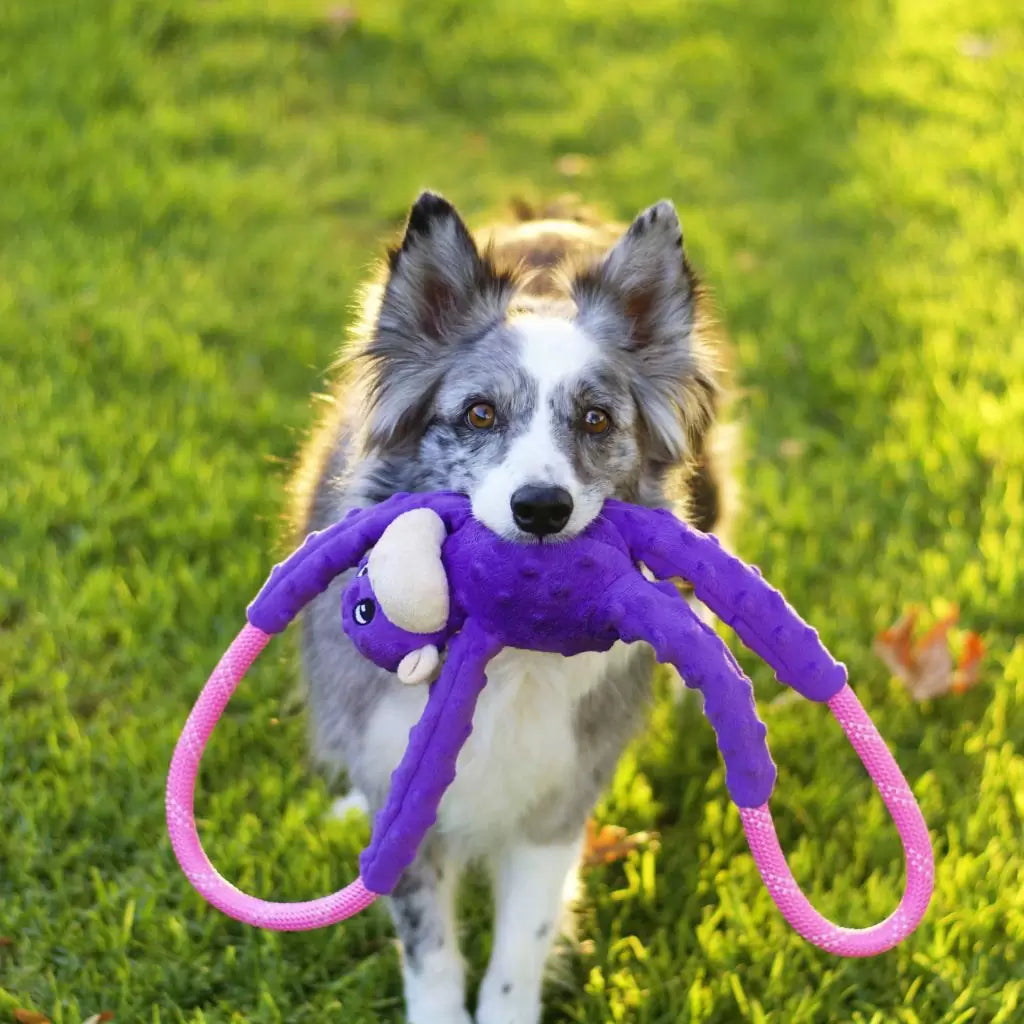 ZippyPaws - Monkey Rope Tugz Purple