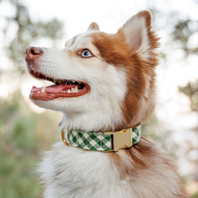 The Foggy Dog - Dog Collar Mini Gingham Hunter