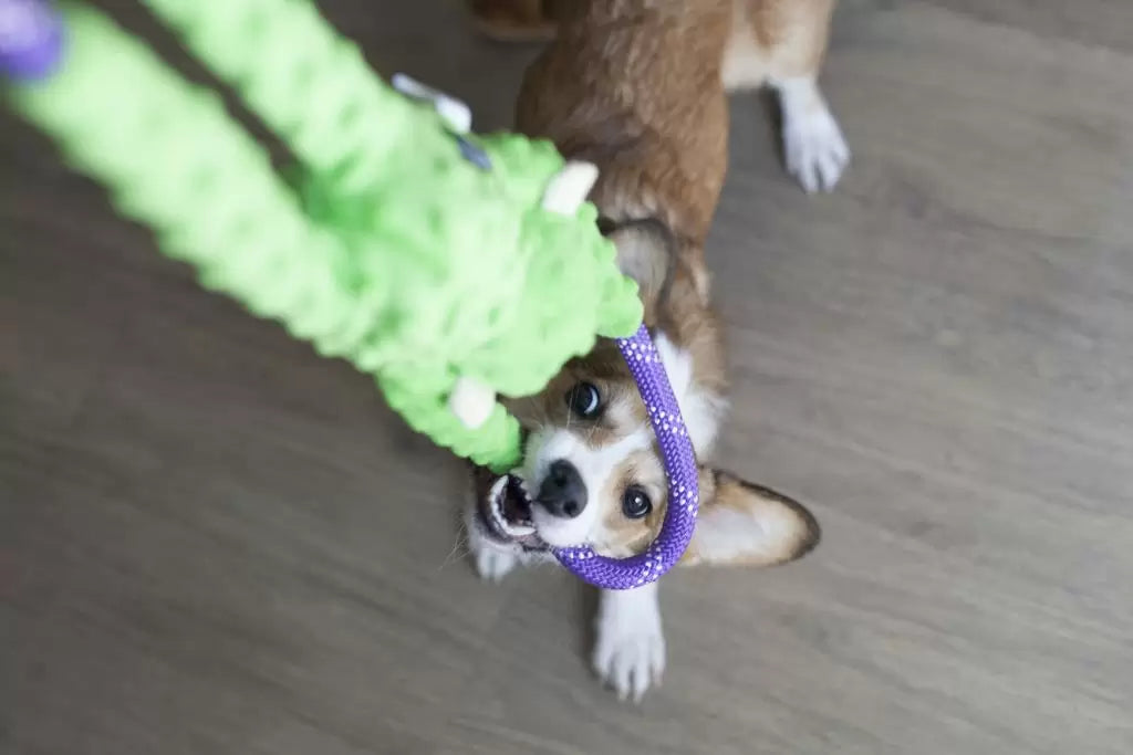 ZippyPaws - Monkey Rope Tugz - Green