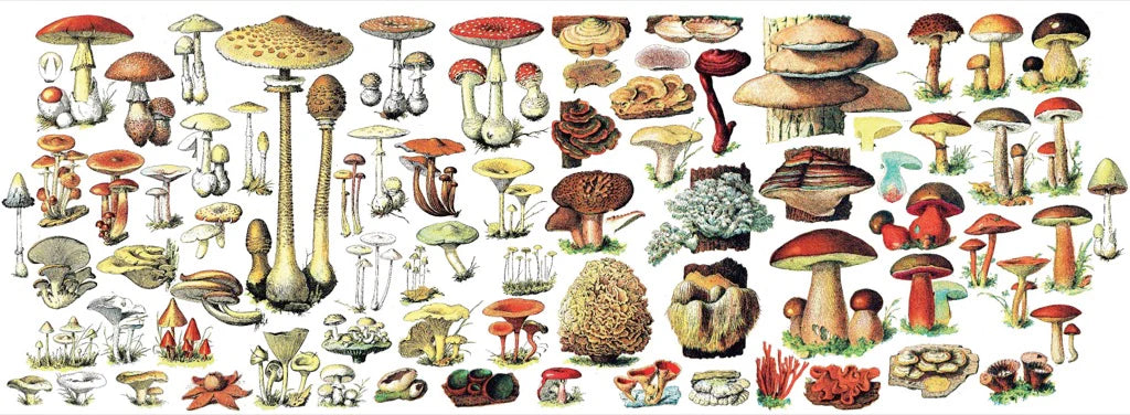 New York Puzzle Co. - Mushrooms Mug