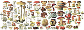 New York Puzzle Co. - Mushrooms Mug