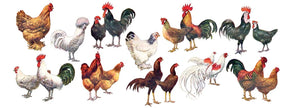 New York Puzzle Co. - Chicken ~ Poules Mug