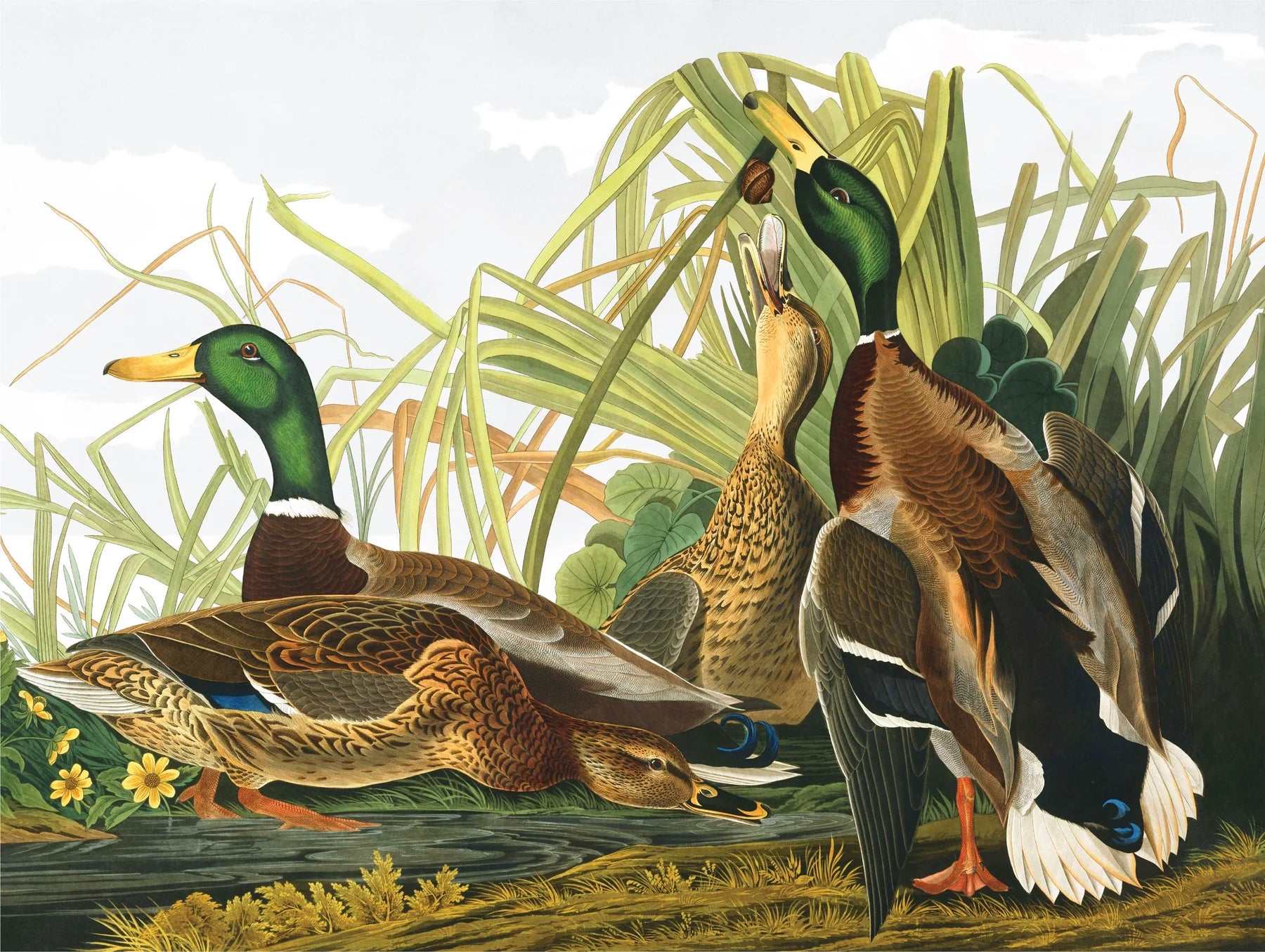 New York Puzzle Co. - Mallard Ducks