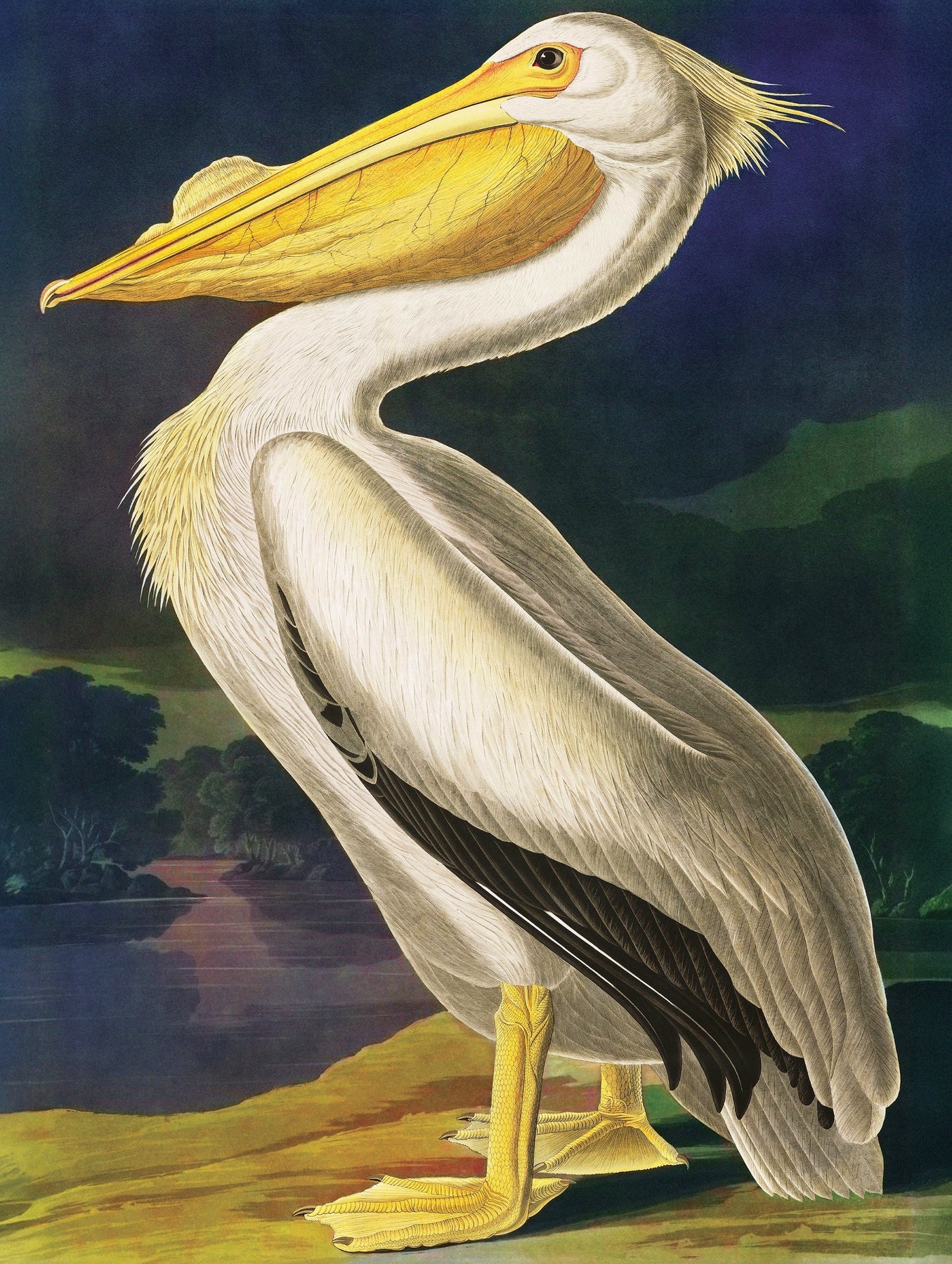 New York Puzzle Company - Puzzle Majestic Pelican