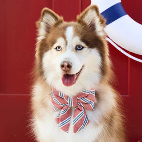 The Foggy Dog - Bow Tie Lady Nantucket Stripe