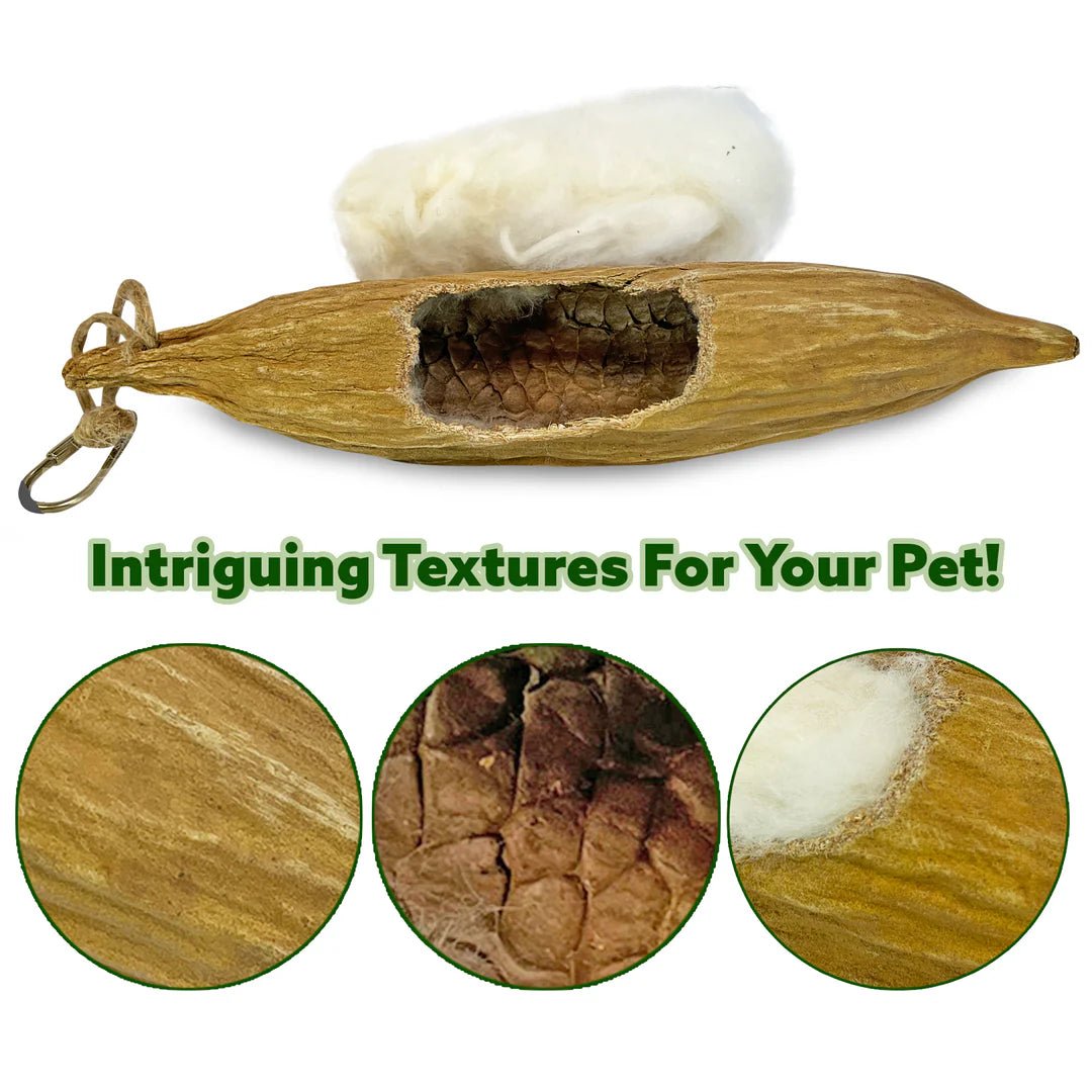 Exotic Nutrition - Nesting Material Pods from Ceiba Tree