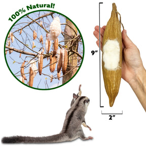 Exotic Nutrition - Nesting Material Pods from Ceiba Tree