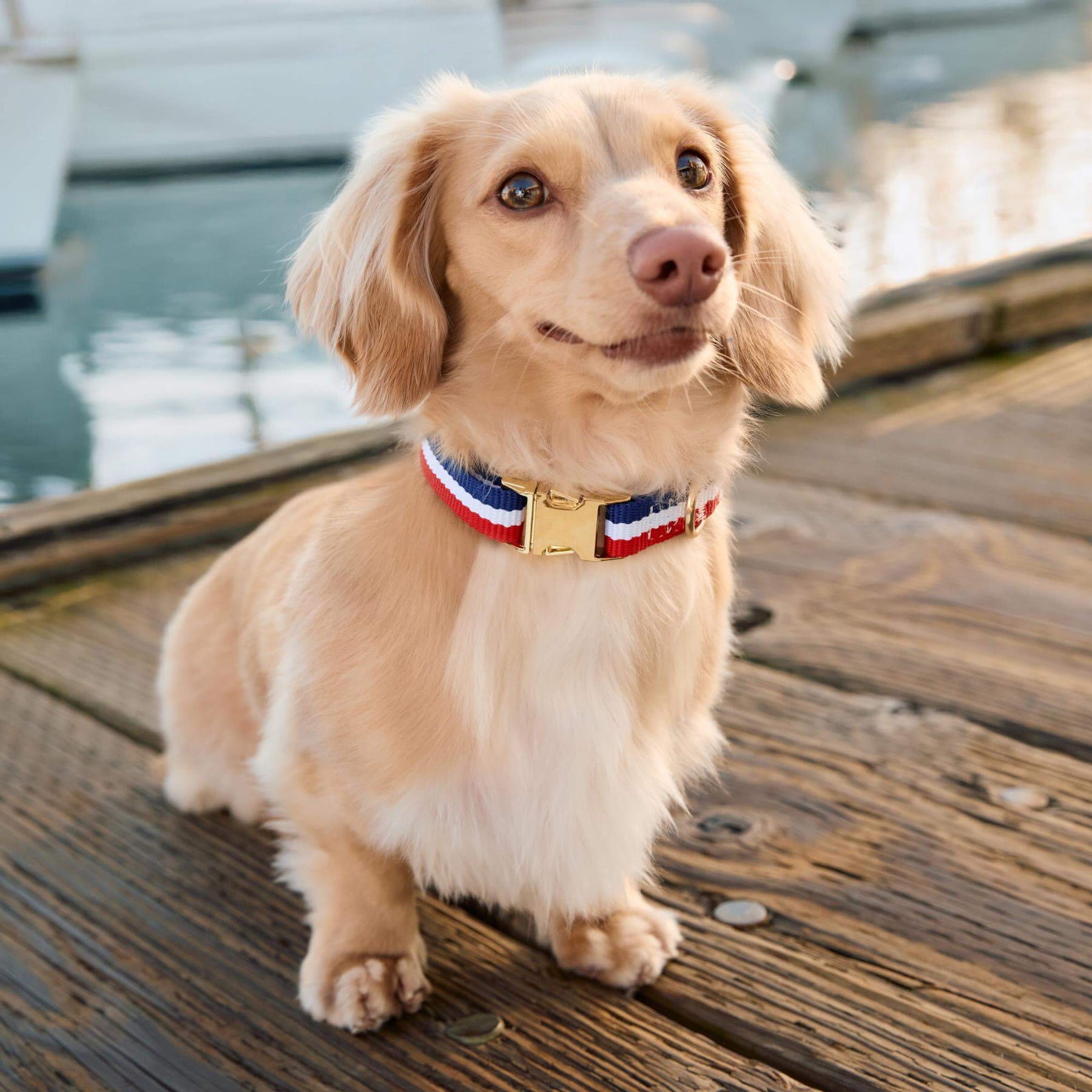 The Foggy Dog - Dog Collar Newport Striped