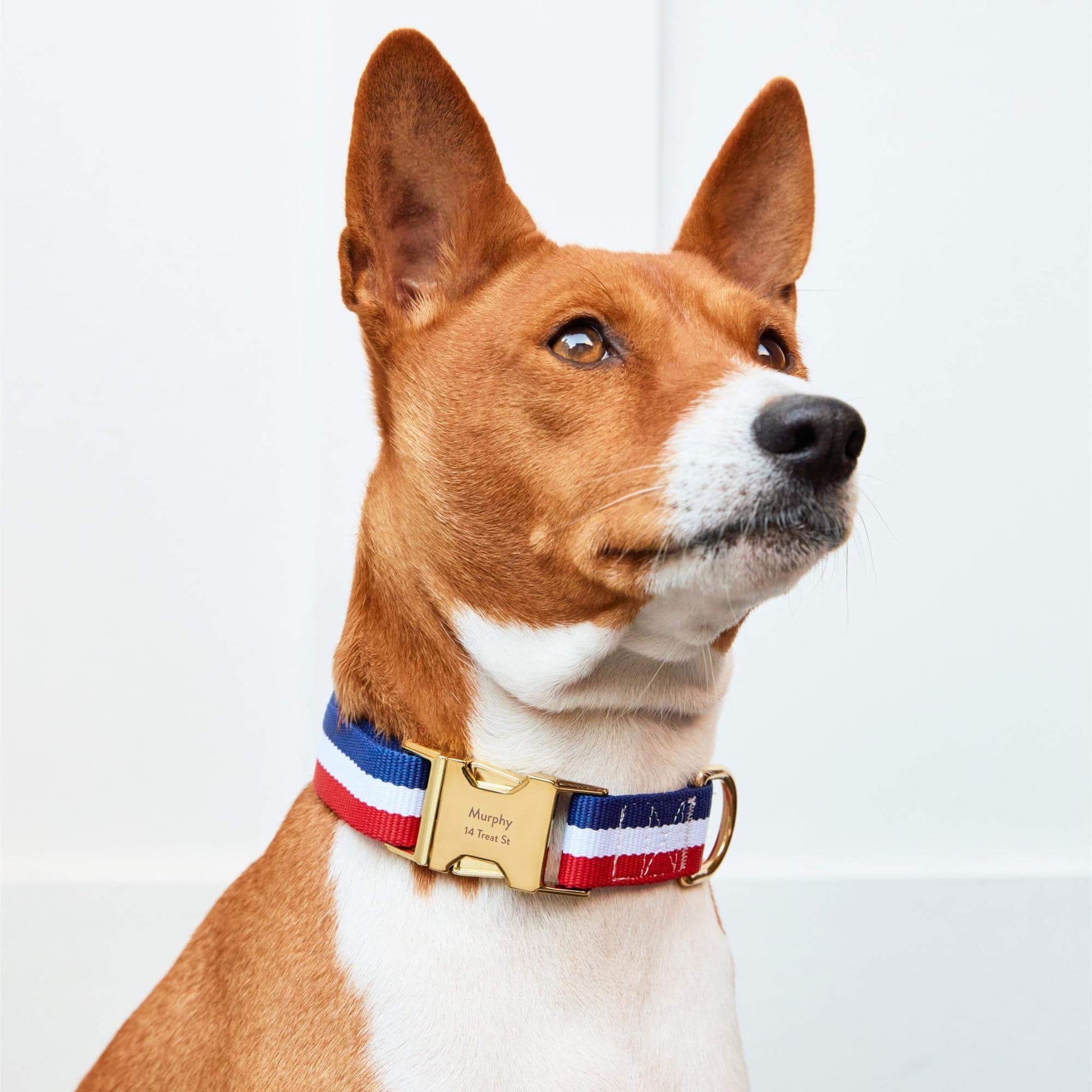 The Foggy Dog - Dog Collar Newport Striped
