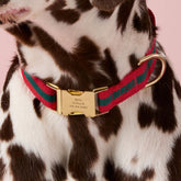The Foggy Dog - Dog Collar Noel Stripped Webbing