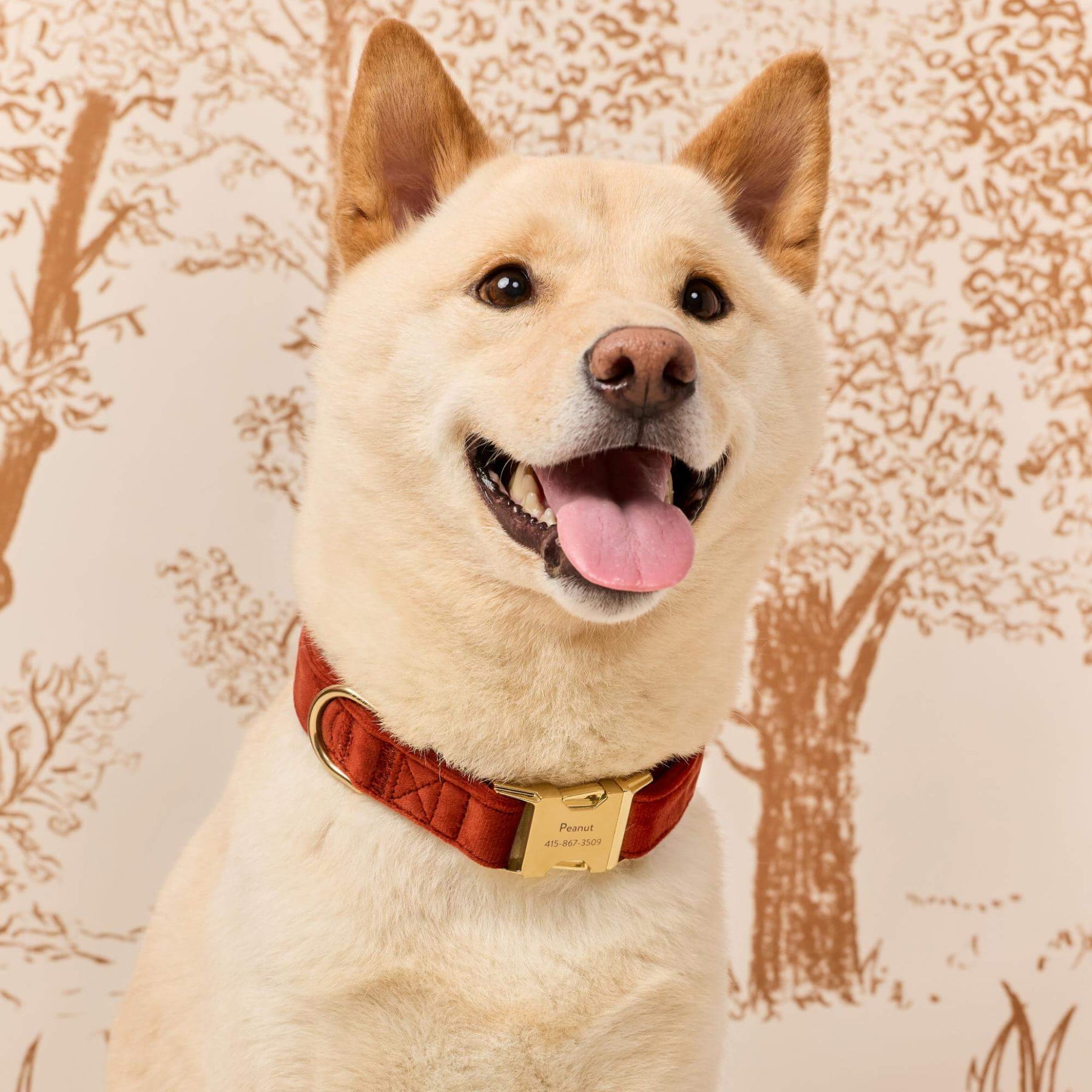The Foggy Dog - Dog Collar Nutmeg Velvet