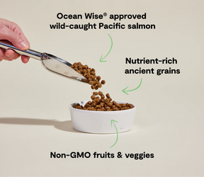 Open Farms - Wild Caught Salmon & Ancient Grains Dry Dog Food - Southern Agriculture 