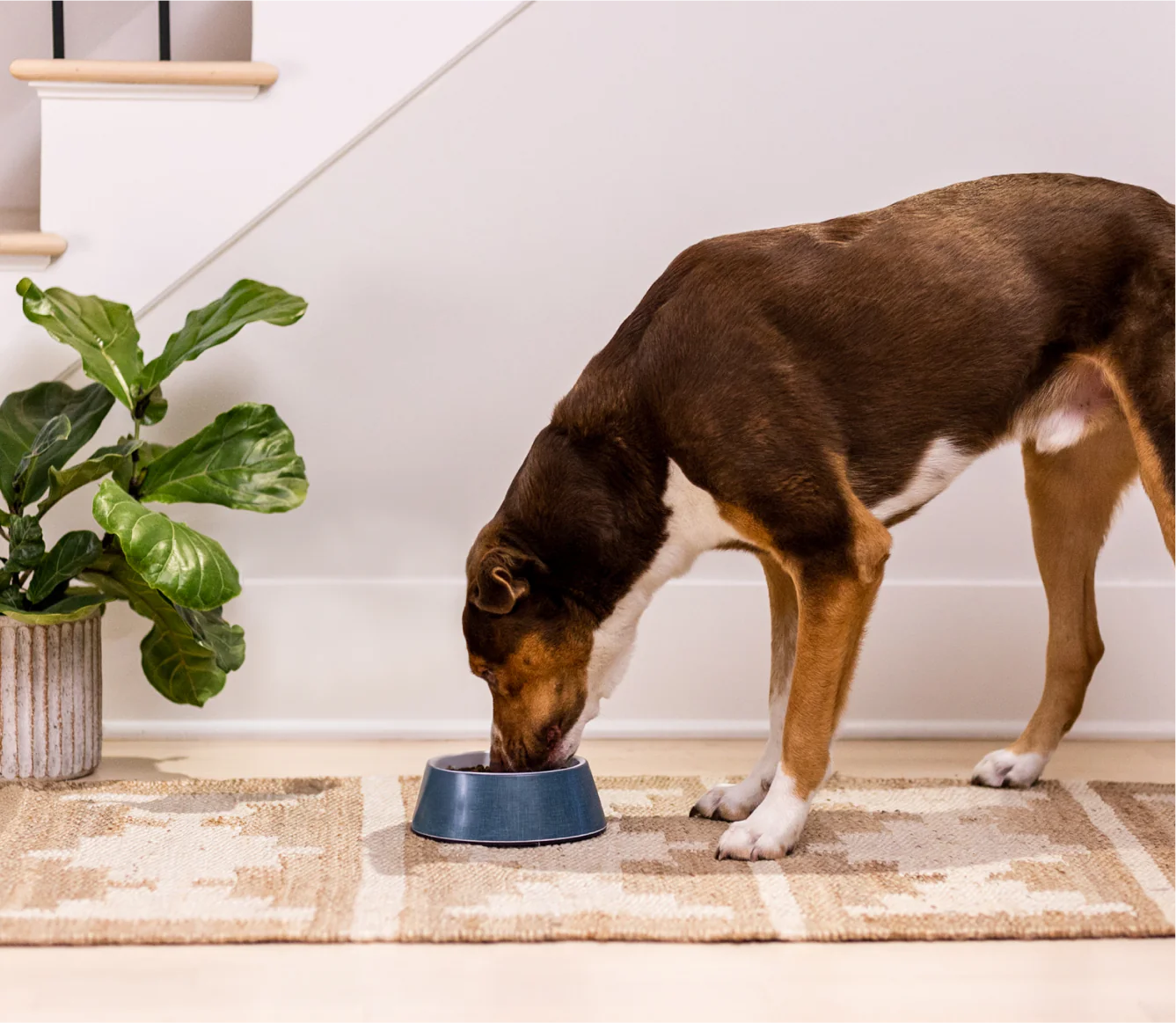 Open Farms - Grass-Fed Beef & Ancient Grains Dog Food - Southern Agriculture 
