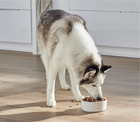 Open Farms - Raw Mix Front Range Ancient Grain Dry Dog Food - Southern Agriculture 