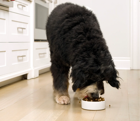 Open Farms - Raw Mix Large Breed Grain Free Dry Dog Food
