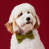 The Foggy Dog - Dog Bow Tie Olive Velvet