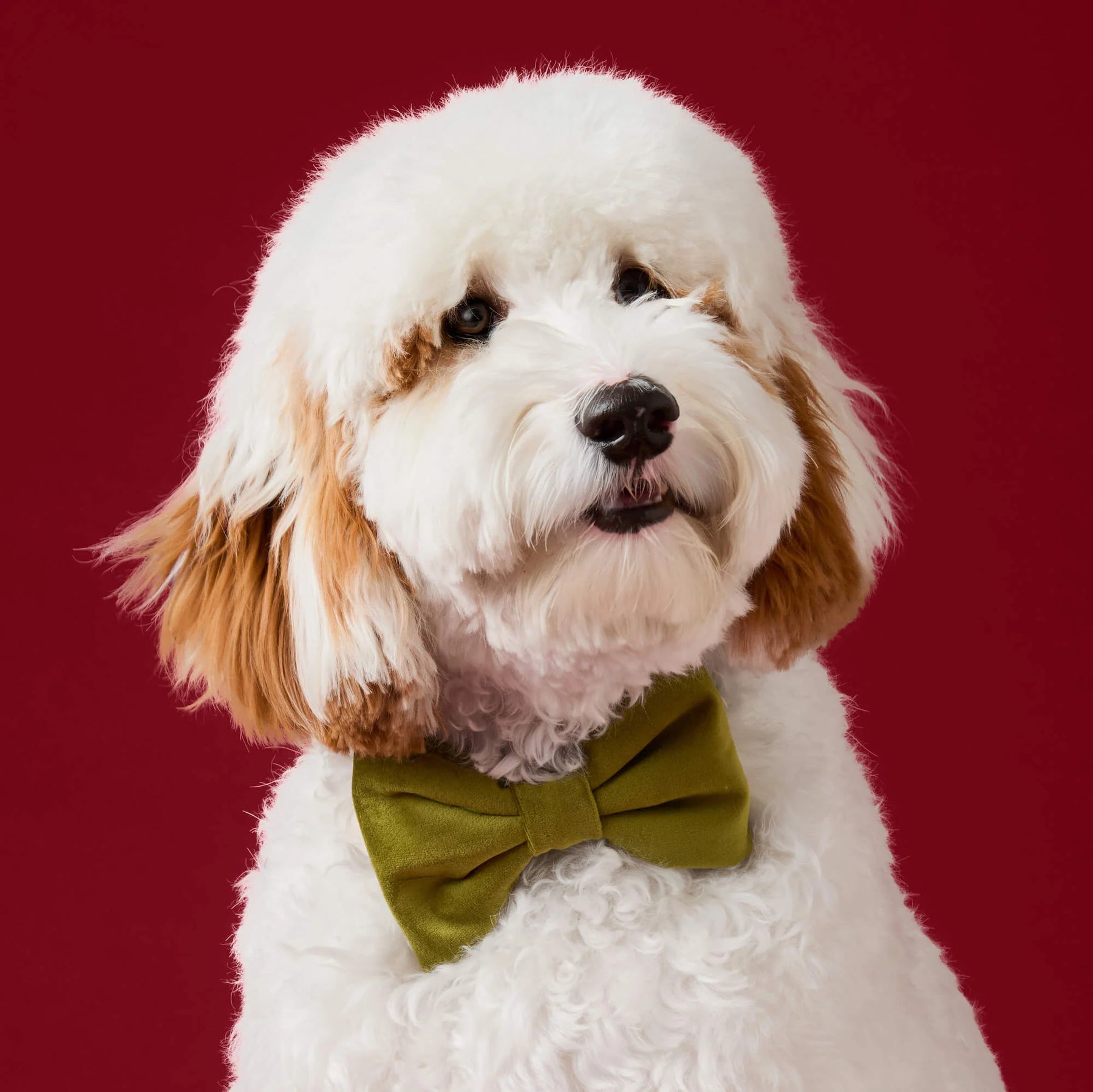 The Foggy Dog - Dog Bow Tie Olive Velvet