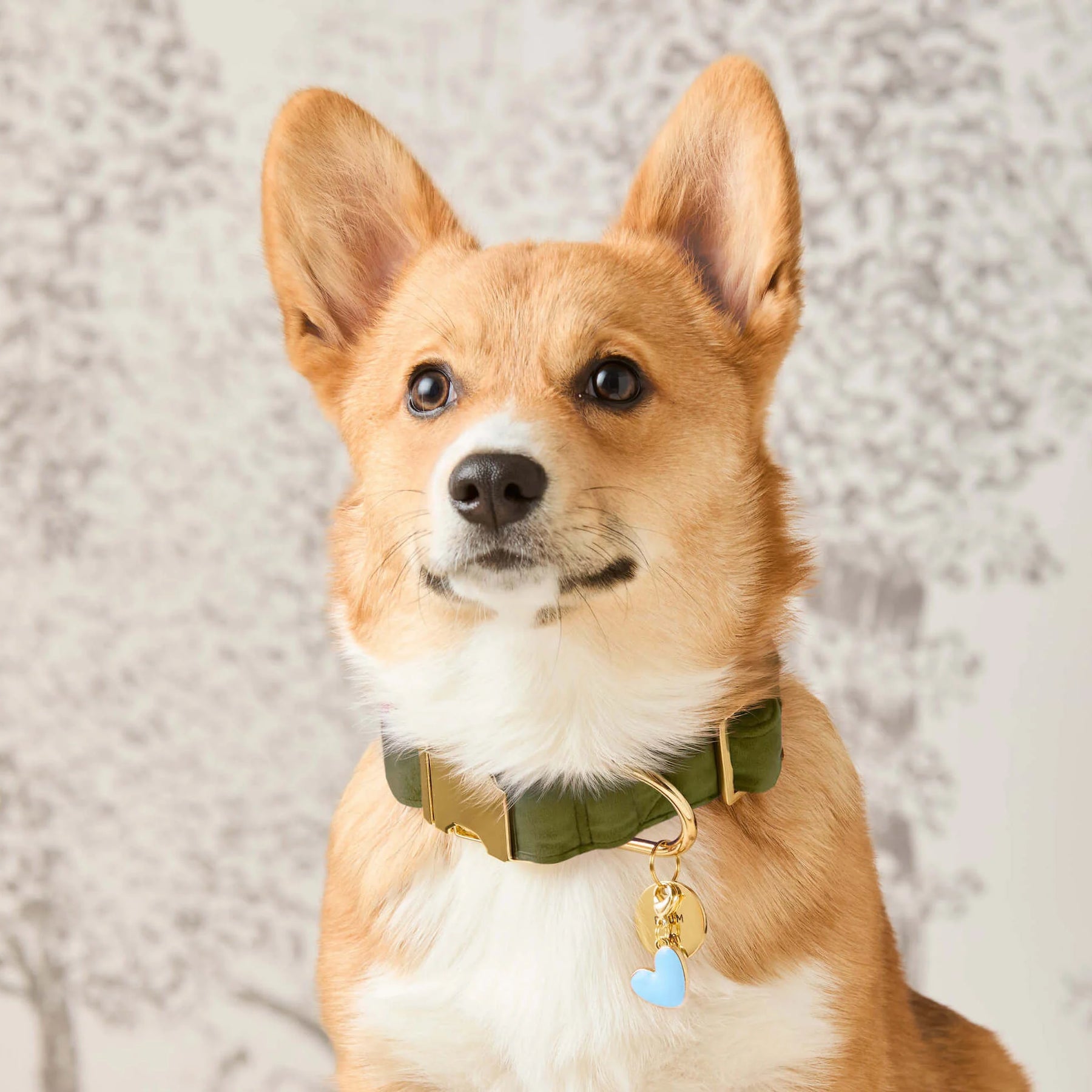 The Foggy Dog - Dog Collar Olive Velvet