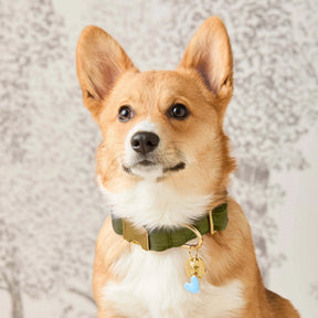 The Foggy Dog - Dog Collar Olive Velvet