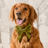 The Foggy Dog - Dog Bow Lady Olive Velvet