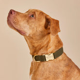 The Foggy Dog - Dog Collar Olive