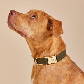 The Foggy Dog - Dog Collar Olive