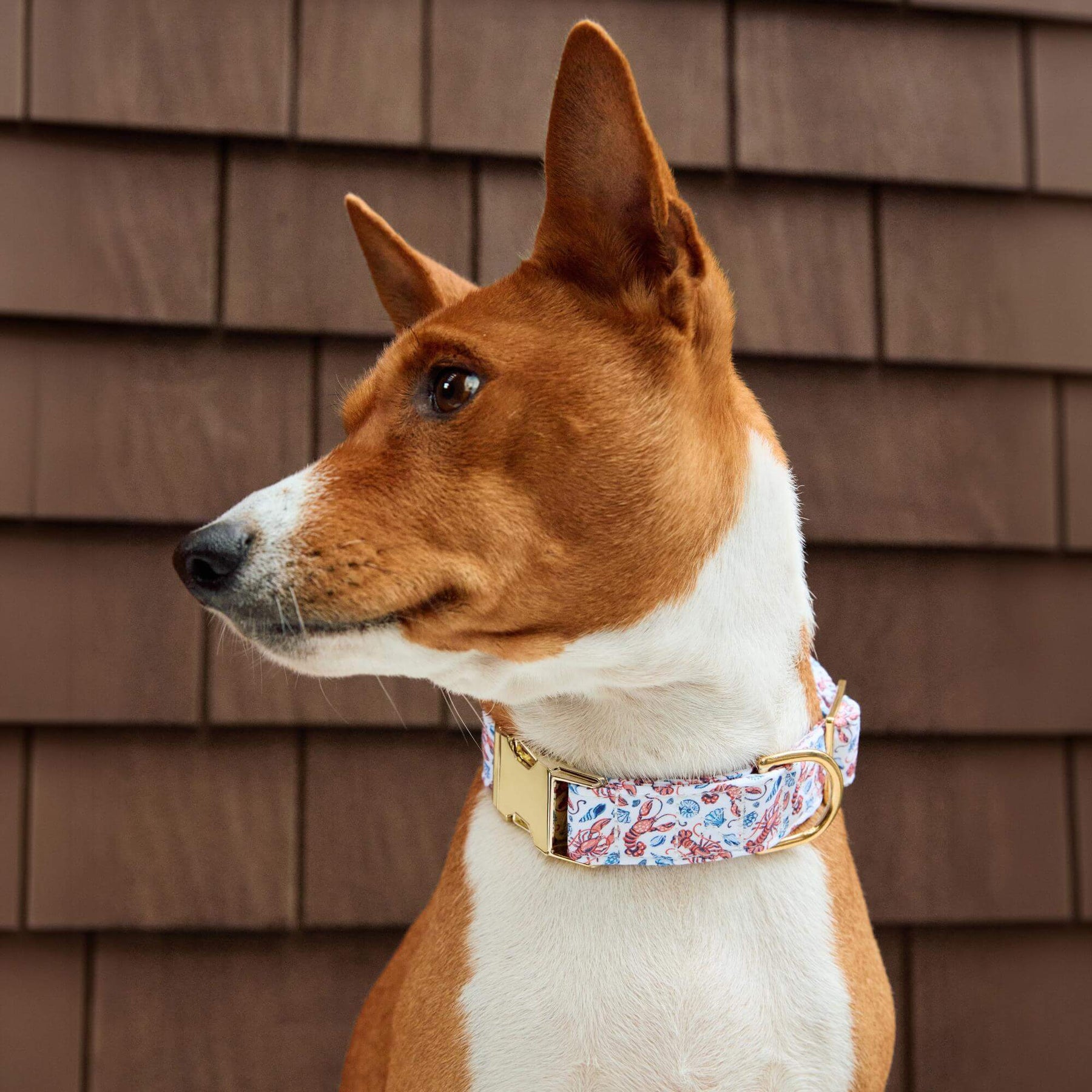 The Foggy Dog - Dog Collar Printfresh X TFD Lobster Landing