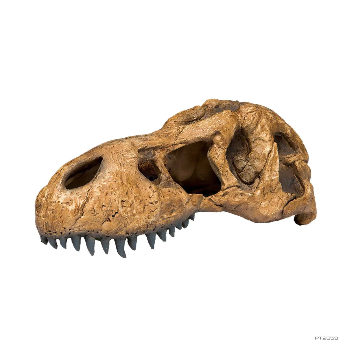 T-Rex Skull Terrarium Decor