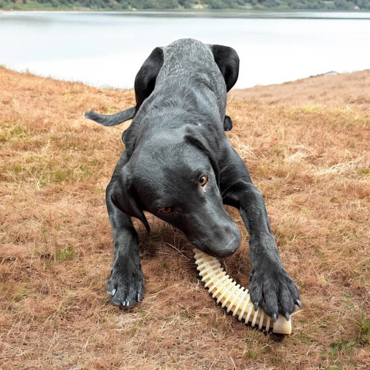 Honey Bone Dental Antler eChew Ultra Nylon Dog Chew Toy