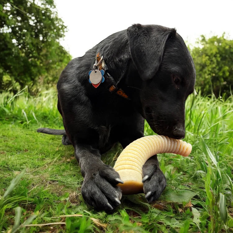 Honey Bone Dental Antler eChew Ultra Nylon Dog Chew Toy
