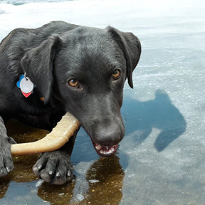 Hockey Stick Durable Nylon Dog Chew Toy - Southern Agriculture 