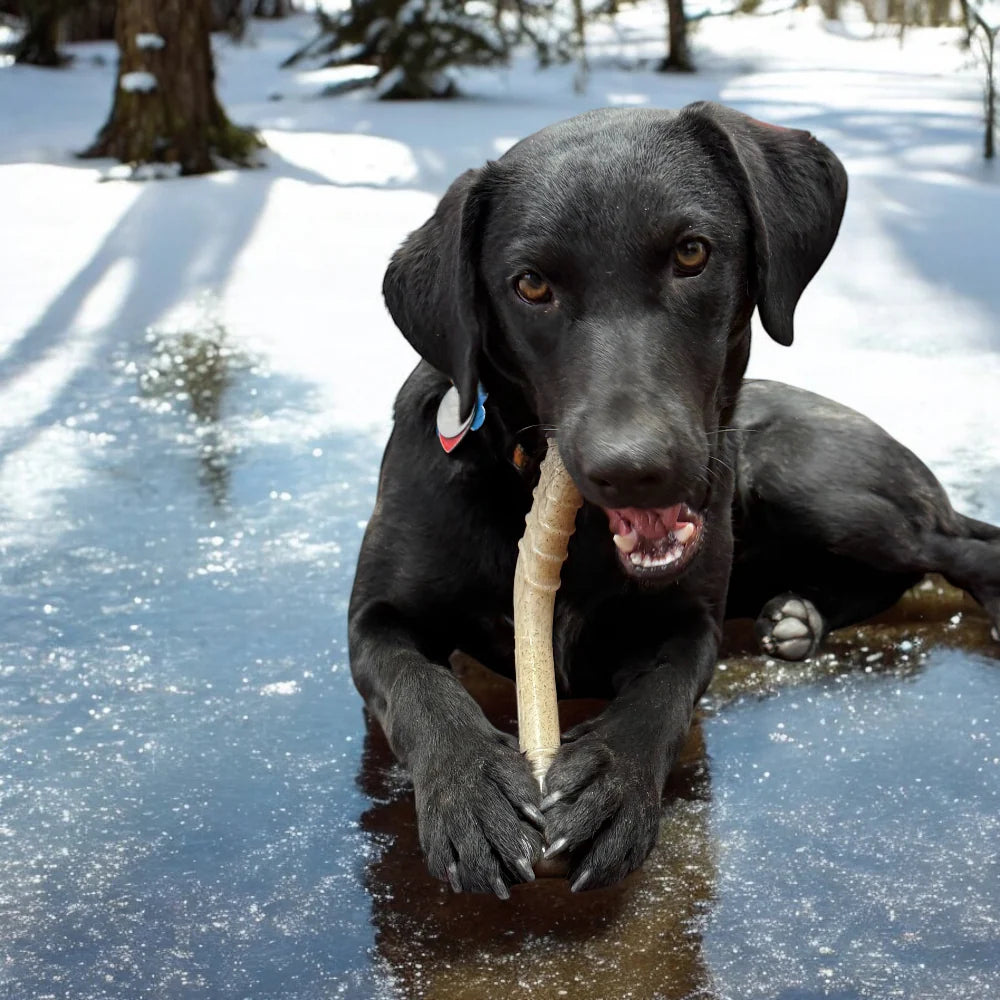 Hockey Stick Durable Nylon Dog Chew Toy - Southern Agriculture 