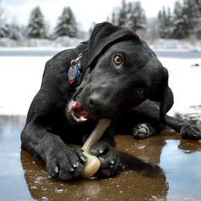 Hockey Stick Durable Nylon Dog Chew Toy - Southern Agriculture 